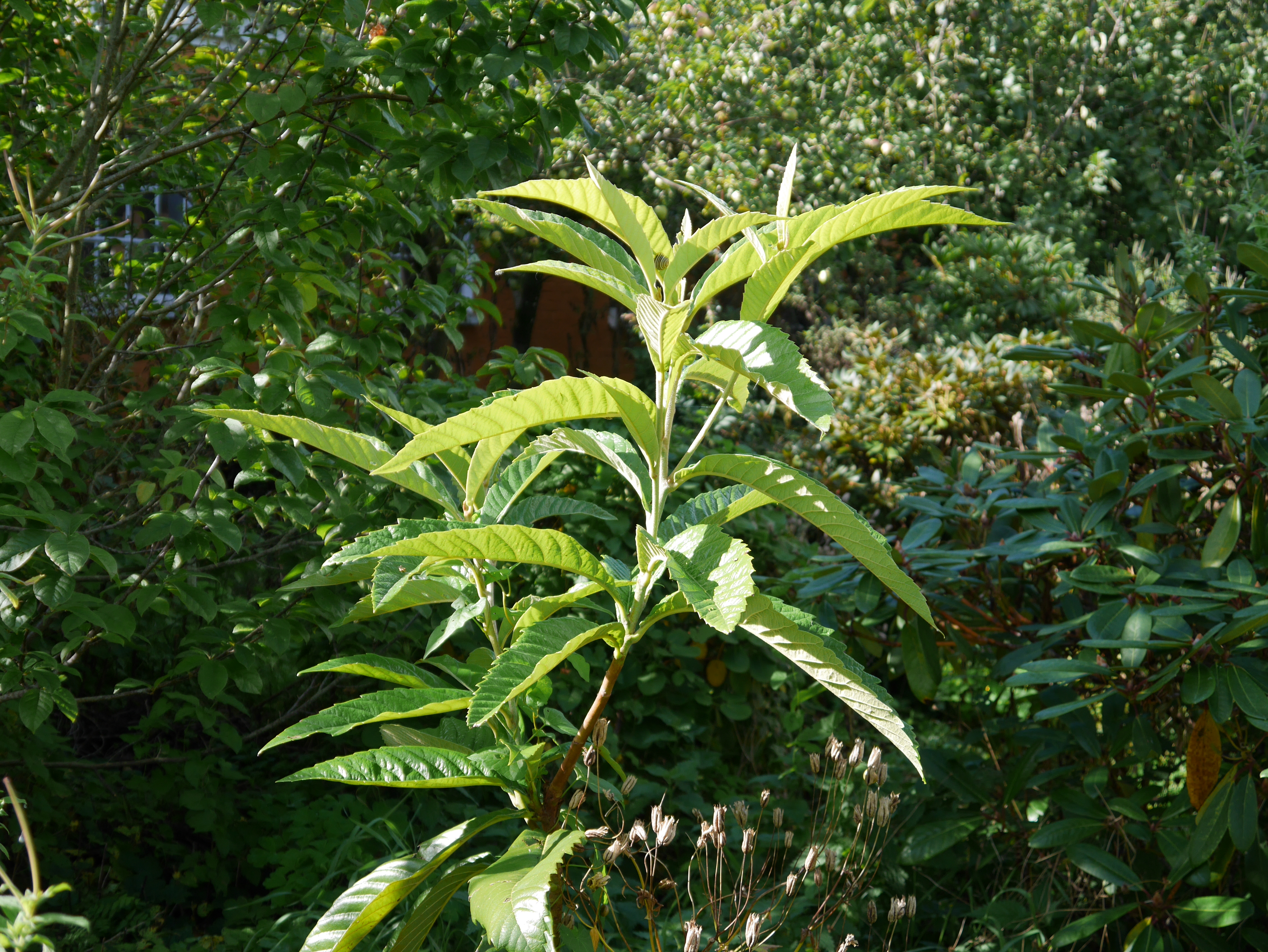 Eriobotrya Japonica Japanmispel